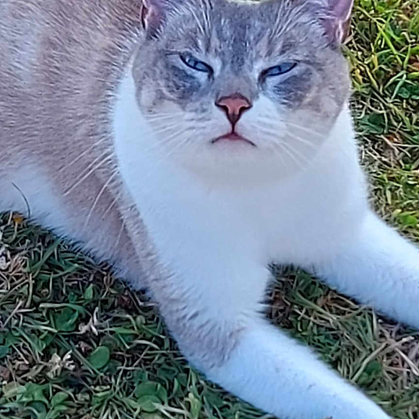 Shawinigan a rejoint le concours — aidez-le/la à gagner de superbes lots ! animal, blue_eyes, calm, cat, closeup, cute, daylight, domestic_cat, ears, feline, fur, grass, lying_down, mammal, nature, outdoor, pet, relaxed, resting, whiskers