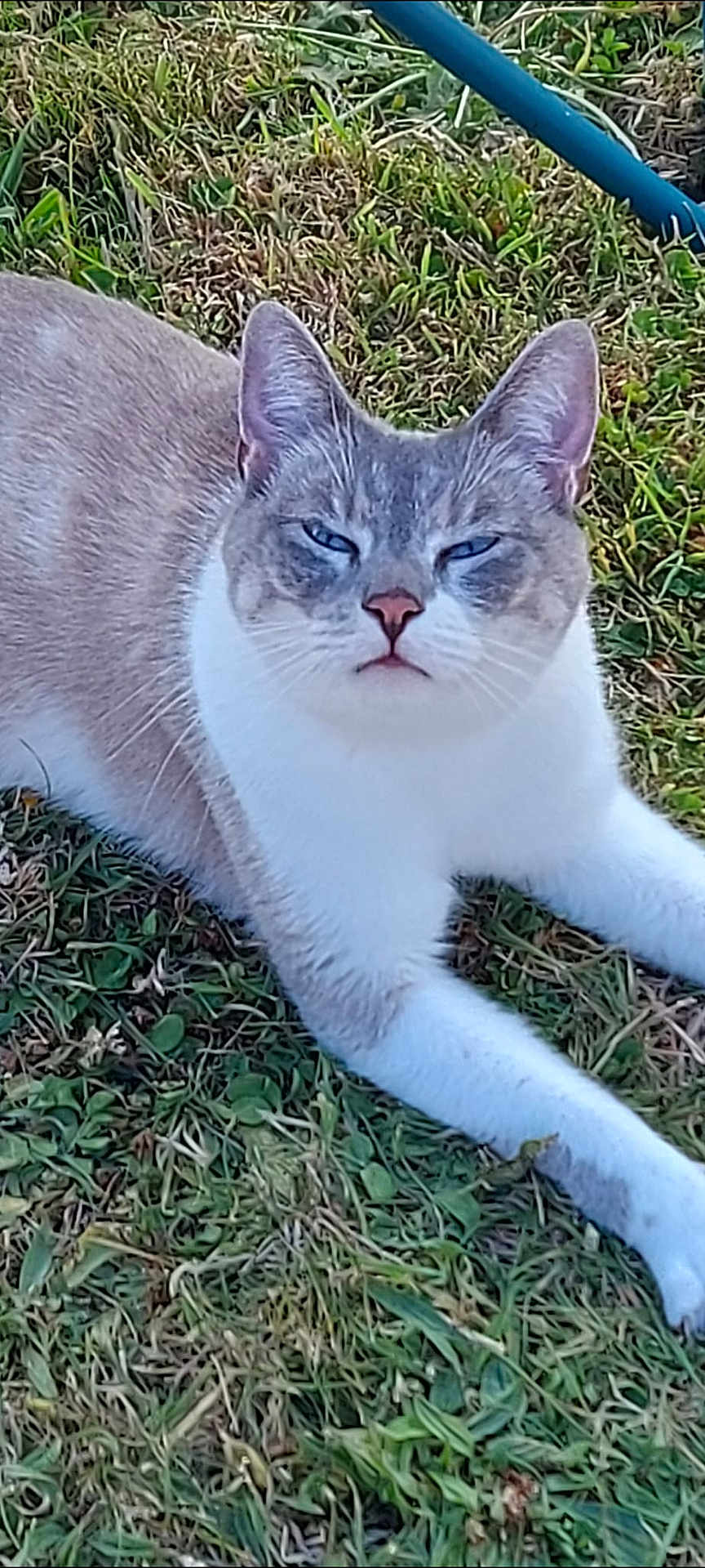 Shawinigan a rejoint le concours — aidez-le/la à gagner de superbes lots ! animal, blue_eyes, calm, cat, closeup, cute, daylight, domestic_cat, ears, feline, fur, grass, lying_down, mammal, nature, outdoor, pet, relaxed, resting, whiskers