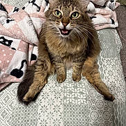 Thalia is registered to the contest to win money with this photo: cat, tabby, green_eyes, fluffy, pet, bed, blanket, patterned_bedspread, indoor, cute, animal, feline, whiskers, fur, sitting, mouth_open, playful, relaxed, cozy, domestic