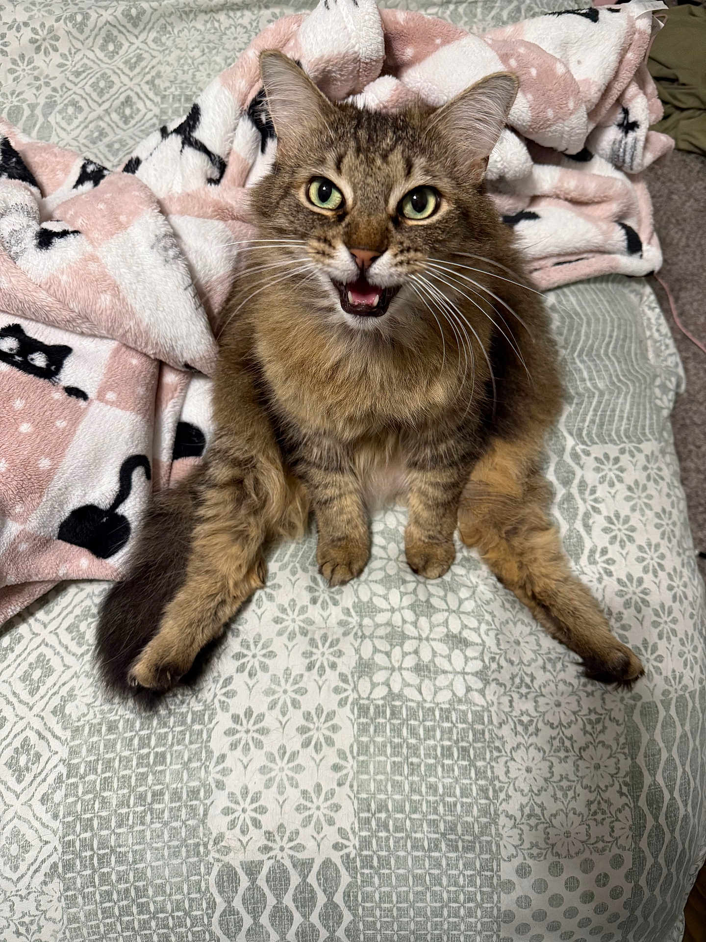 Thalia is registered to the contest to win money with this photo: cat, tabby, green_eyes, fluffy, pet, bed, blanket, patterned_bedspread, indoor, cute, animal, feline, whiskers, fur, sitting, mouth_open, playful, relaxed, cozy, domestic
