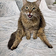 Thalia joined the competition — help win amazing prizes! animal, bed, bedding, cat, cozy, cute, domestic_animal, feline, fur, green_eyes, indoor, legs_spread, mouth_open, paws, pet, relaxed, resting, soft_light, tabby, whiskers