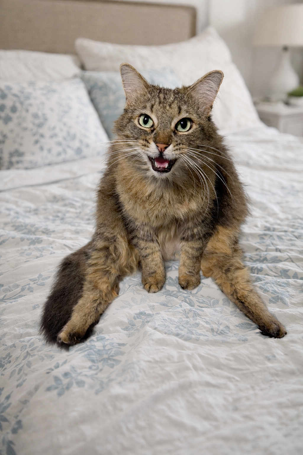 Thalia joined the competition — help win amazing prizes! animal, bed, bedding, cat, cozy, cute, domestic_animal, feline, fur, green_eyes, indoor, legs_spread, mouth_open, paws, pet, relaxed, resting, soft_light, tabby, whiskers