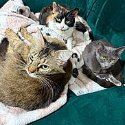 Cuddle Bugs is registered to the contest to win money with this photo: cat, cats, feline, pet, pets, animal, animals, fur, whiskers, blanket, couch, green_couch, resting, relaxed, tabby_cat, calico_cat, gray_cat, indoor, cozy, companion