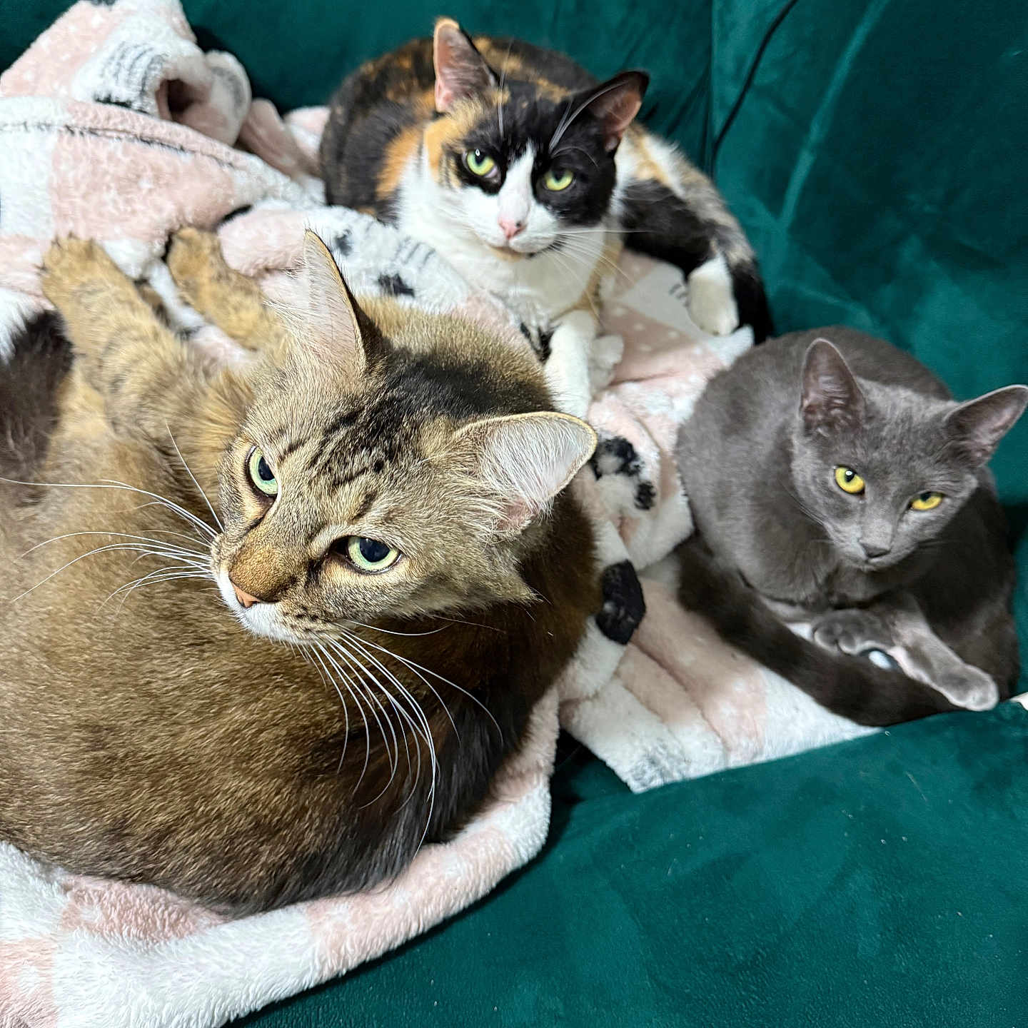 Cuddle Bugs is registered to the contest to win money with this photo: animal, animals, blanket, calico_cat, cat, cats, companion, couch, cozy, feline, fur, gray_cat, green_couch, indoor, pet, pets, relaxed, resting, tabby_cat, whiskers