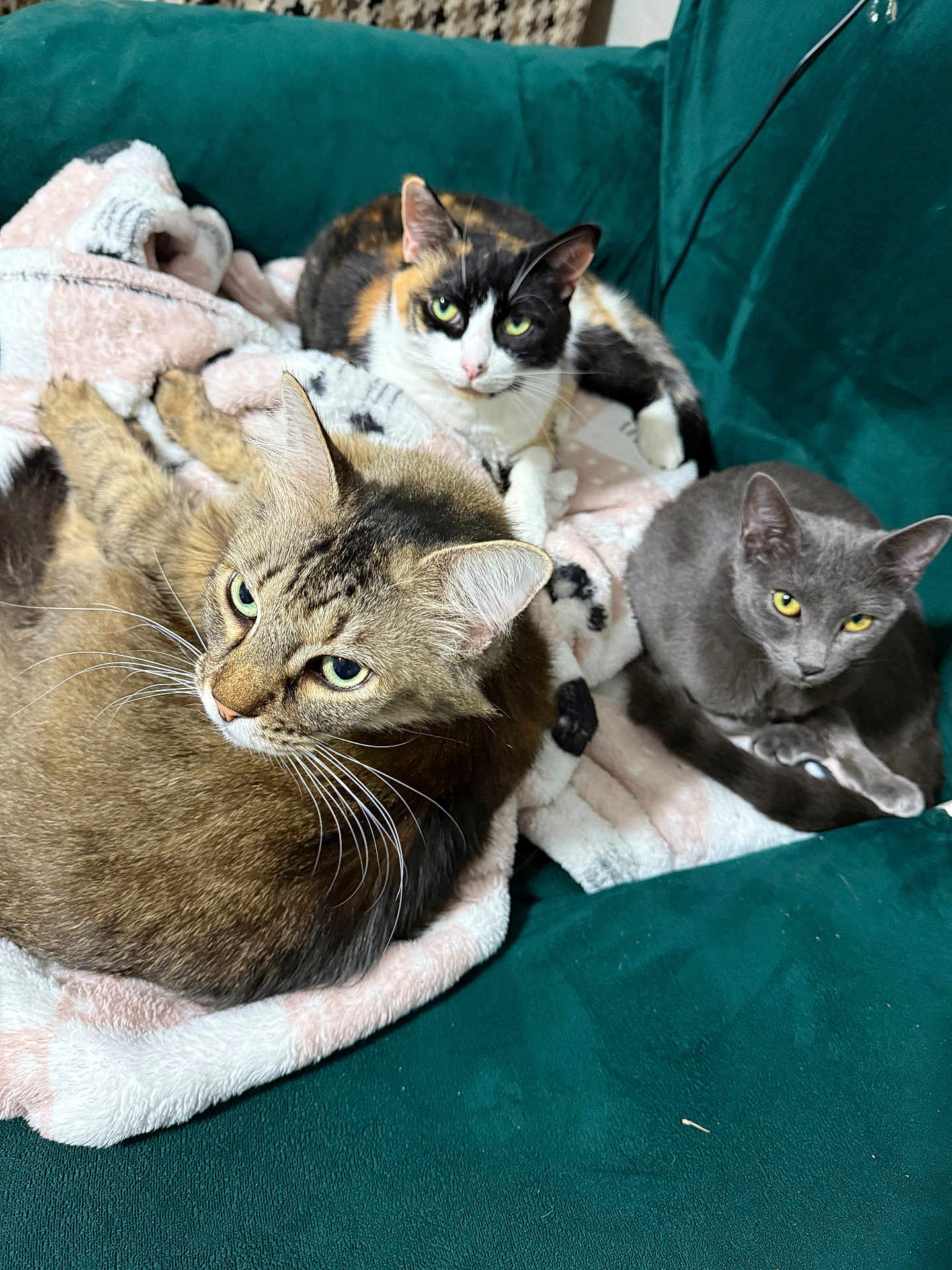 Cuddle Bugs is registered to the contest to win money with this photo: cat, cats, feline, pet, pets, animal, animals, fur, whiskers, blanket, couch, green_couch, resting, relaxed, tabby_cat, calico_cat, gray_cat, indoor, cozy, companion