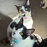 Leia is registered to the contest to win money with this photo: cat, cats, black_and_white, calico, collar, pet, indoor, carpet, sunlight, animal, feline, cute, curious, playful, domestic, whiskers, ears, tail, three_cats, pets