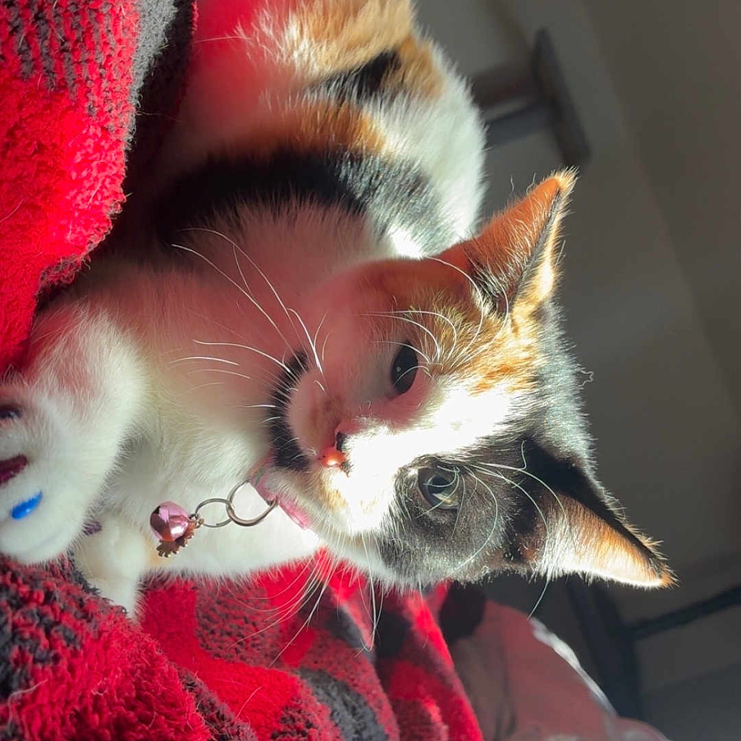 Leia