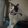 Leia joined the competition — help win amazing prizes! cat, calico_cat, cat_tree, indoor, pet, feline, collar, bell, curious, resting, fur, whiskers, animal, cute, domestic, mammal, paw, ear, face, relaxed