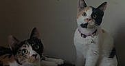 Leia joined the competition — help win amazing prizes! cat, calico_cat, pet, indoor, collar, bell, feline, animal, cute, curious, sitting, lying_down, two_cats, domestic_cat, whiskers, ears, paws, fur, face, looking