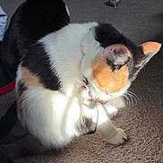 Leia joined the competition — help win amazing prizes! cat, calico_cat, indoor, carpet, grooming, sunlight, shadow, pet_toy, furniture, floor, animal, cute, whiskers, ear, tail, paw, playing, relaxing, cozy, domestic