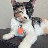 Bella joined the competition — help win amazing prizes! cat, calico_cat, painted_claws, green_eyes, pet, indoor, relaxed, feline, animal, collar, tag, paw, claw_polish, wooden_surface, resting, portrait, cute, whiskers, ears, fur