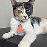 cat, calico_cat, painted_claws, green_eyes, pet, indoor, relaxed, feline, animal, collar, tag, paw, claw_polish, wooden_surface, resting, portrait, cute, whiskers, ears, fur
