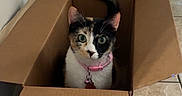 Bella is registered to the contest to win money with this photo: cat, calico, box, cardboard_box, amazon_box, pet, indoor, tile_floor, collar, curious, animal, feline, domestic_cat, looking_up, ears, whiskers, tail, home, door, bowl