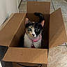 cat, calico, box, cardboard_box, amazon_box, pet, indoor, tile_floor, collar, curious, animal, feline, domestic_cat, looking_up, ears, whiskers, tail, home, door, bowl