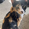 cat, calico, pet, animal, fur, whiskers, ears, eyes, carpet, indoor, curious, looking_back, natural_light, window, domestic, feline, cute, young, sitting, closeup
