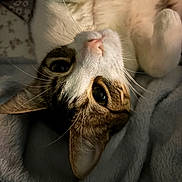 Frank is registered to the contest to win money with this photo: cat, feline, pet, animal, whiskers, closeup, soft, blanket, sleepy, cute, fur, ears, indoor, cozy, relaxed, resting, portrait, tabby, muzzle, pink_nose