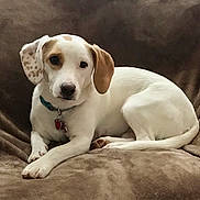 Macey joined the competition — help win amazing prizes! dog, white_dog, brown_spot, collar, pet, canine, indoor, couch, furniture, relaxed, laying_down, looking_at_camera, ears, animal, domestic_animal, companion, fur, snout, paw, tag