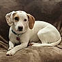 dog, white_dog, brown_spot, collar, pet, canine, indoor, couch, furniture, relaxed, laying_down, looking_at_camera, ears, animal, domestic_animal, companion, fur, snout, paw, tag