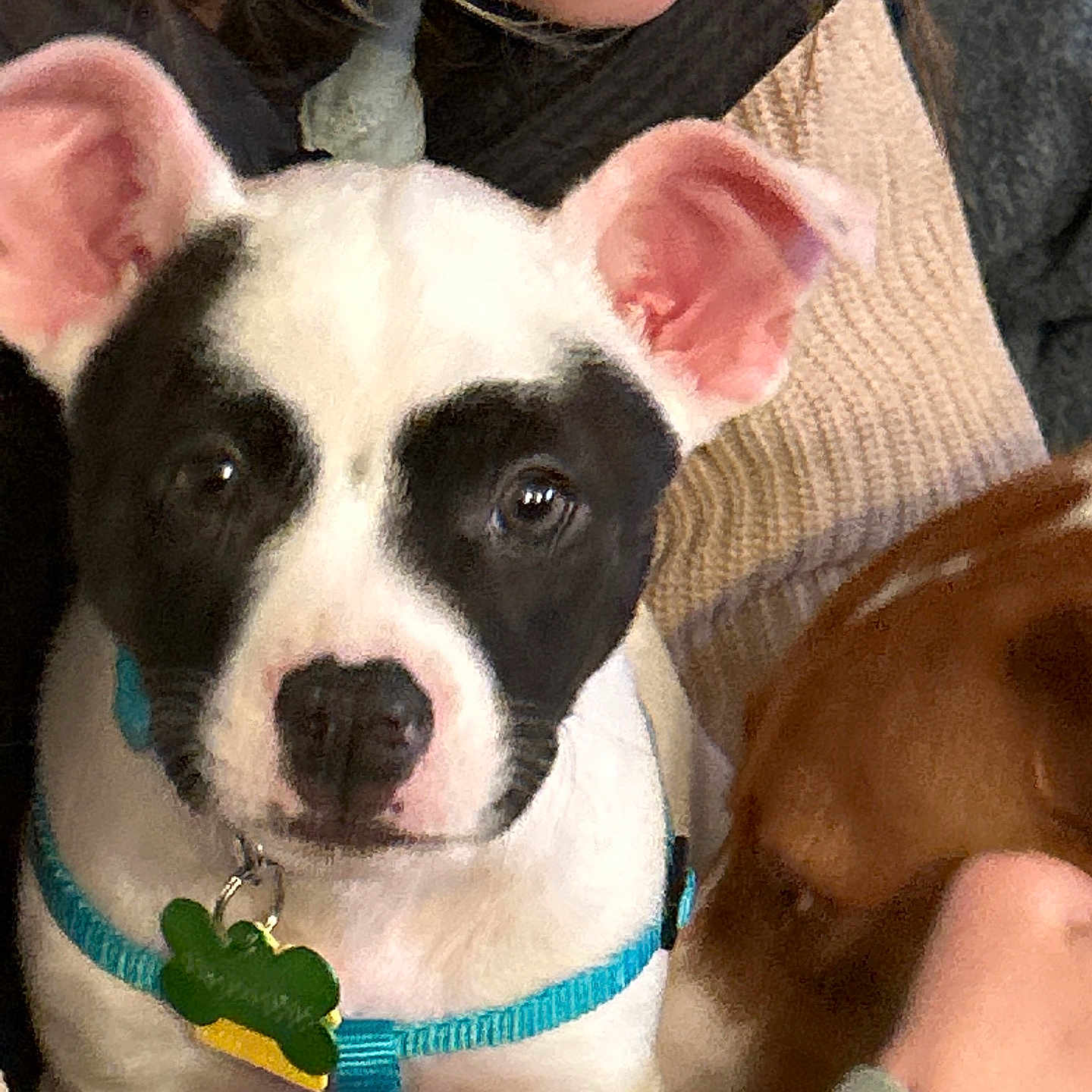 Olive joined the competition — help win amazing prizes! puppy, dog, pet, close_up, black_and_white, harness, tag, person, blonde_hair, face, indoor, cuddle, cute, animal, young_dog, fur, ears, nose, portrait, affection