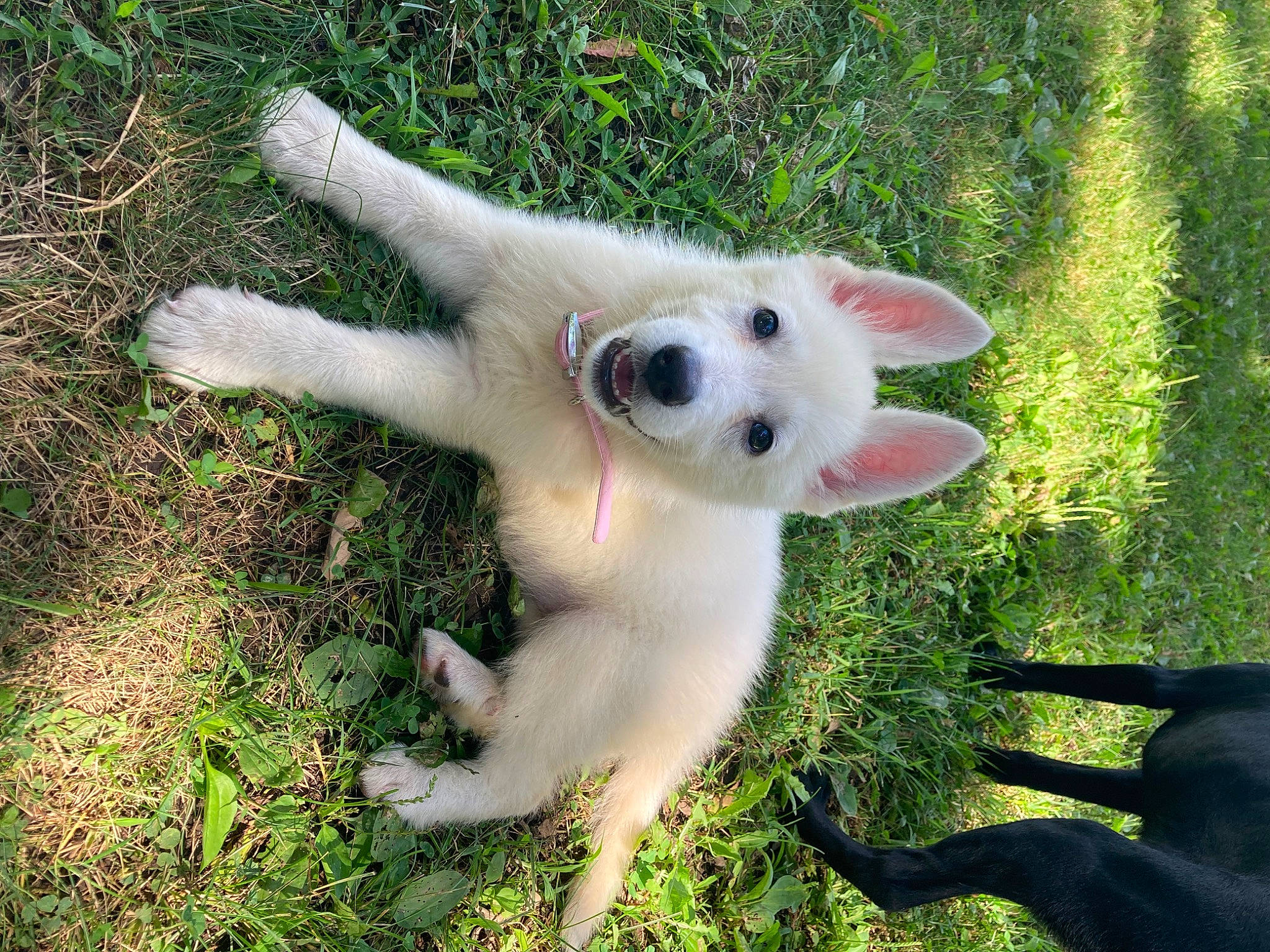 Sky is registered to the contest to win money with this photo: canidae, carnivore, companion_dog, dog, dog_breed, fawn, fur, grass, non_sporting_group, paw, photo_caption, plant, puppy, snout, sporting_group, tail, terrestrial_animal, toy, whiskers, wildlife