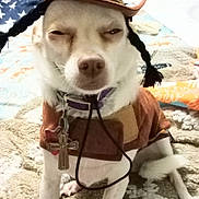Snowy Henderson is registered to the contest to win money with this photo: accessory, animal, bedroom, blanket, braids, closeup, collar, costume, cowboy_hat, cute, decor, dog, expression, fur, furniture, indoor, pet, sitting, small_dog, tag