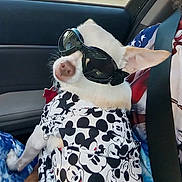 Snowy joined the competition — help win amazing prizes! dog, sunglasses, clothing, mickey_mouse, car, seatbelt, pet, road_trip, white_dog, accessories, patterned_clothing, animal, companion, cute, portrait, window, vehicle, human_hand, casual, funny
