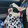 dog, sunglasses, clothing, mickey_mouse, car, seatbelt, pet, road_trip, white_dog, accessories, patterned_clothing, animal, companion, cute, portrait, window, vehicle, human_hand, casual, funny