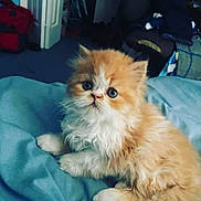 Cash is registered to the contest to win money with this photo: kitten, cat, orange_cat, white_cat, fluffy, pet, animal, cute, indoor, bed, blanket, blue_blanket, fur, small, young, portrait, looking, eyes, whiskers, cozy