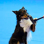 Uria a rejoint le concours — aidez-le/la à gagner de superbes lots ! animal, black_fur, blue_floor, canine, cute, dog, focus, friendly, hand, indoor, interaction, microphone, obedience, paw, performing, pet, sitting, tan_fur, training, white_fur