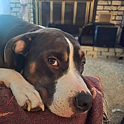 Felix Beanie Breen joined the competition — help win amazing prizes! dog, pet, indoor, resting, blanket, fireplace, carpet, cozy, brown, white, closeup, paw, snout, fur, relaxed, home, comfort, canine, portrait, animal