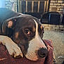 dog, pet, indoor, resting, blanket, fireplace, carpet, cozy, brown, white, closeup, paw, snout, fur, relaxed, home, comfort, canine, portrait, animal