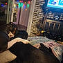 Felix Beanie Breen is registered to the contest to win money with this photo: animal, blanket, carpet, companion, couch, cozy, decor, dog, door, fireplace, furniture, home, indoor, paw, relaxing, resting, snuggle, string_lights, television, wall