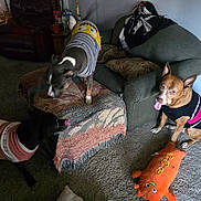 Felix Beanie Breen is registered to the contest to win money with this photo: animal, armchair, black_dog, brown_dog, carpet, cozy, cute, decor, dog, furniture, gray_dog, home, indoor, living_room, ottoman, pets, playful, sweater, tongue_out, toy