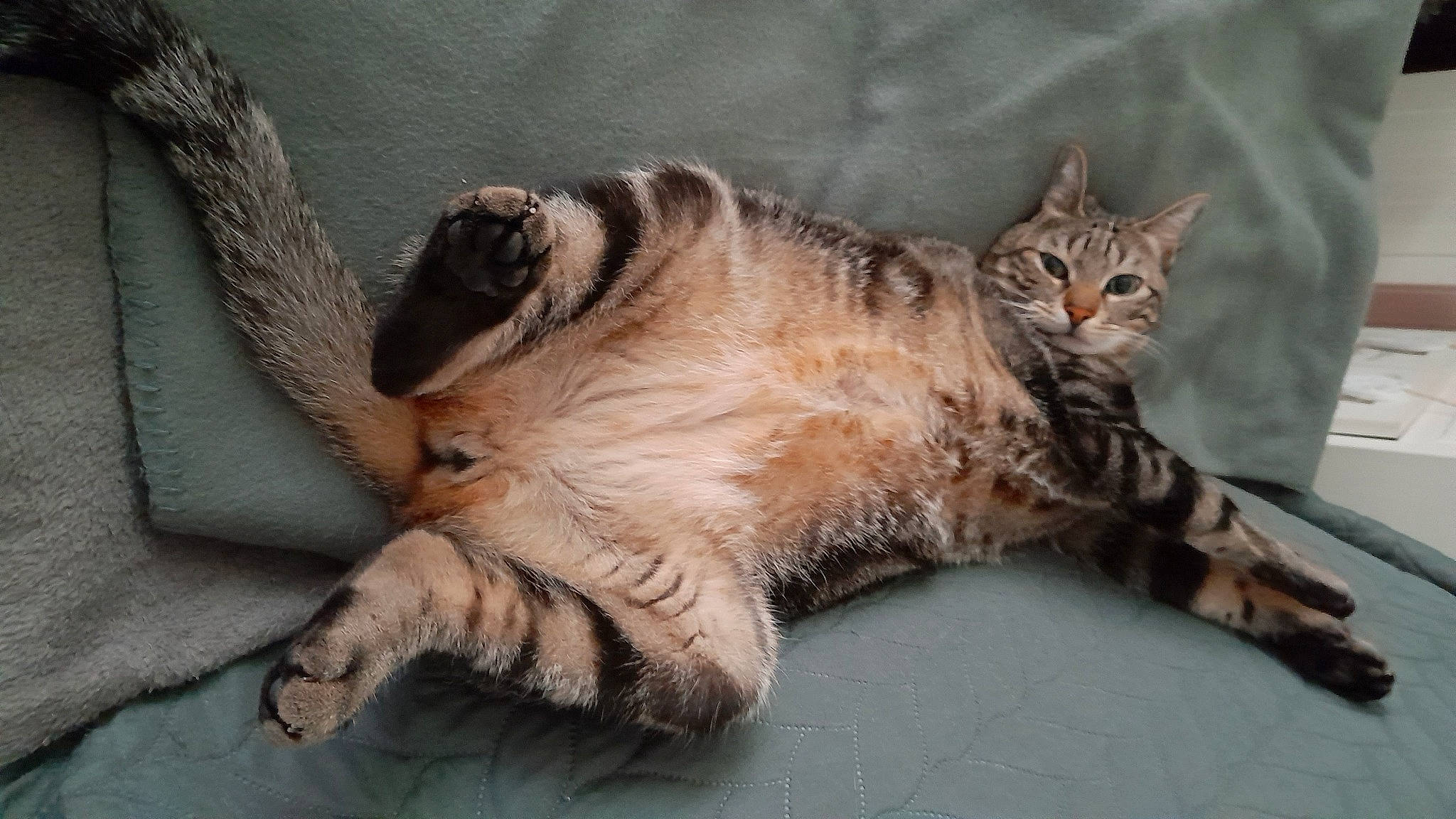 Pepito participe au concours pour gagner de l'argent avec cette photo : carnivore, cat, claw, comfort, domestic_short_haired_cat, eye, fawn, felidae, foot, fur, nap, paw, sleep, small_to_medium_sized_cats, tail, terrestrial_animal, toe, whiskers, wildlife