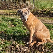 Marley participe au concours pour gagner de l'argent avec cette photo : dog, outdoor, grass, tree, sky, fence, animal, pet, nature, field, canine, sitting, leafless_tree, sunlight, brown_dog, quiet, calm, rural, daytime, landscape