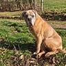 dog, outdoor, grass, tree, sky, fence, animal, pet, nature, field, canine, sitting, leafless_tree, sunlight, brown_dog, quiet, calm, rural, daytime, landscape