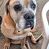 Marley a rejoint le concours — aidez-le/la à gagner de superbes lots ! dog, large_dog, sitting, outdoor, concrete_floor, plastic_chair, wicker_furniture, plant, brown_fur, gray_muzzle, pet, animal, waiting, sad_eyes, close_up, paw, canine, companion, domestic_animal, daylight