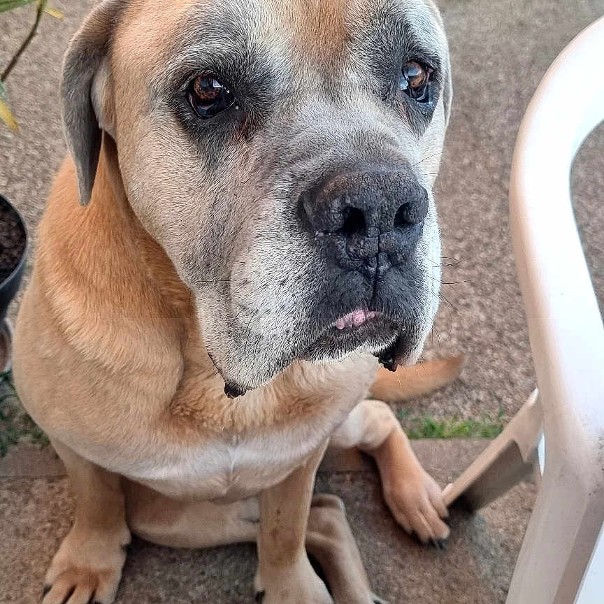 Marley a rejoint le concours — aidez-le/la à gagner de superbes lots ! dog, large_dog, sitting, outdoor, concrete_floor, plastic_chair, wicker_furniture, plant, brown_fur, gray_muzzle, pet, animal, waiting, sad_eyes, close_up, paw, canine, companion, domestic_animal, daylight