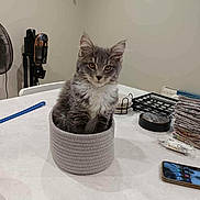 Alba a rejoint le concours — aidez-le/la à gagner de superbes lots ! kitten, cat, basket, table, indoor, gray_cat, white_cat, fur, pet, curious, household_items, fan, phone, stacked_cloths, cozy, domestic, sitting, cute, feline, looking