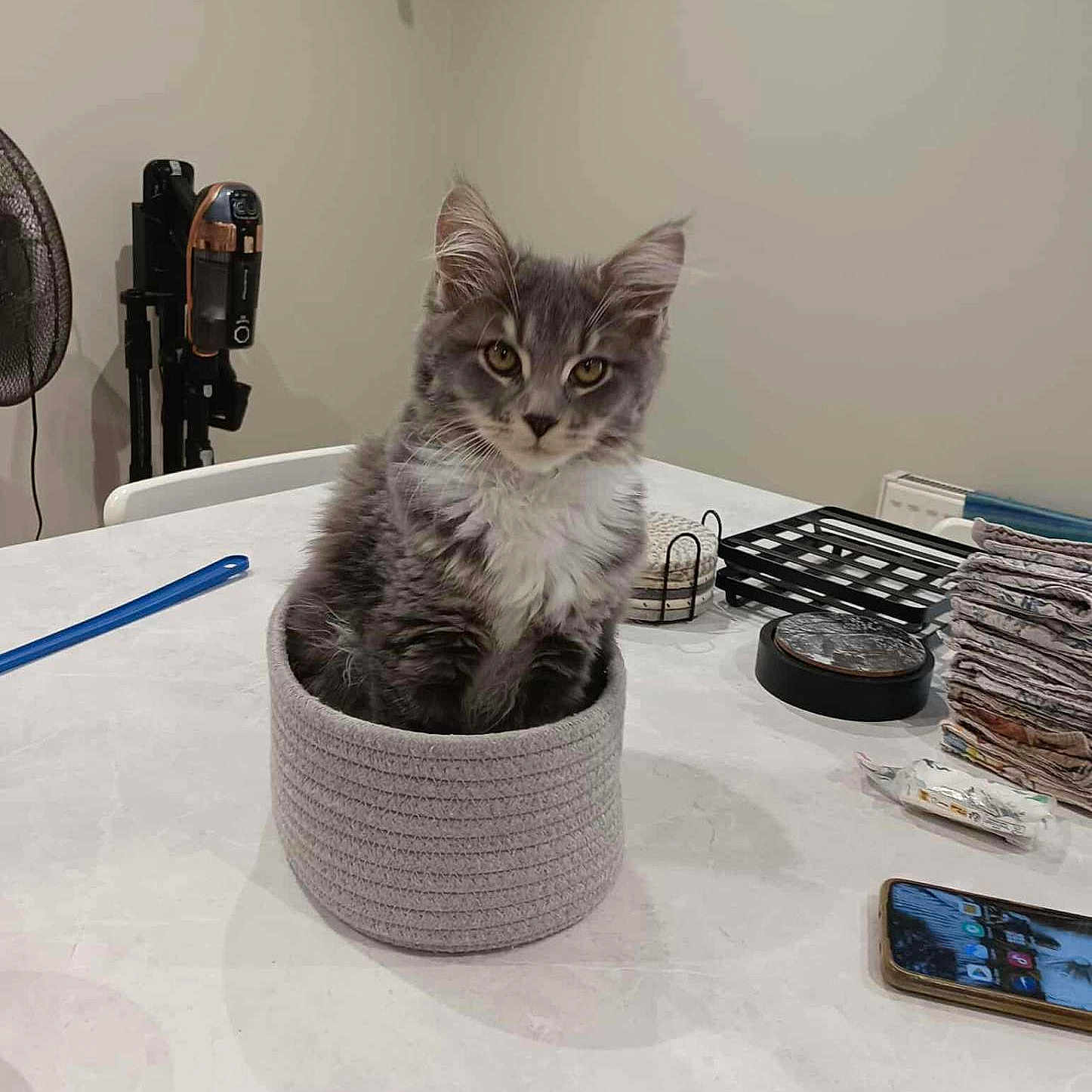 Alba a rejoint le concours — aidez-le/la à gagner de superbes lots ! basket, cat, cozy, curious, cute, domestic, fan, feline, fur, gray_cat, household_items, indoor, kitten, looking, pet, phone, sitting, stacked_cloths, table, white_cat