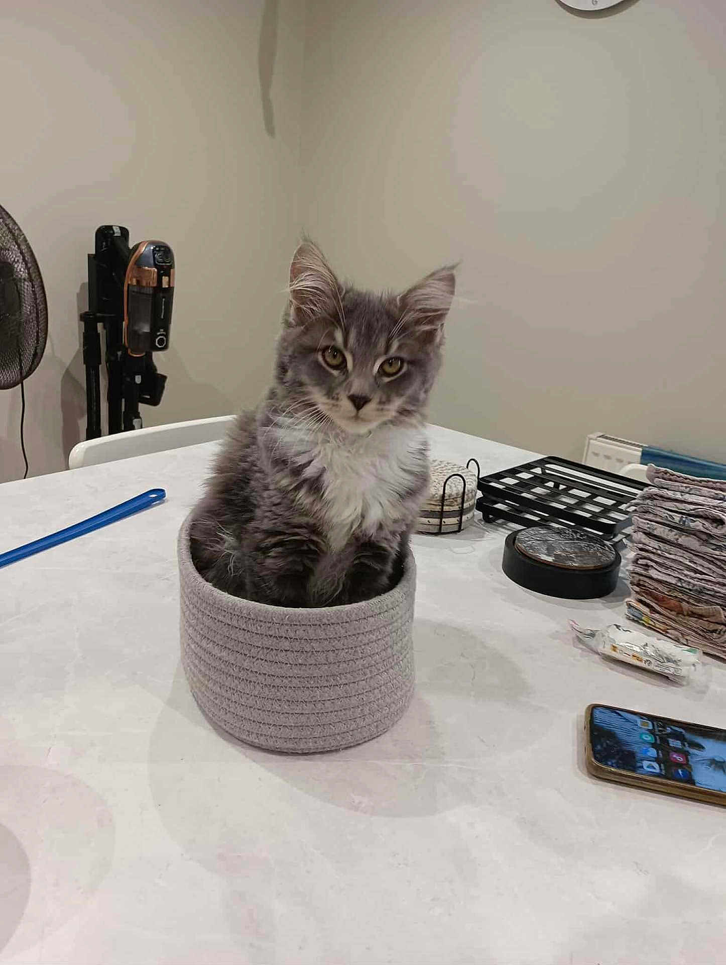 Alba a rejoint le concours — aidez-le/la à gagner de superbes lots ! kitten, cat, basket, table, indoor, gray_cat, white_cat, fur, pet, curious, household_items, fan, phone, stacked_cloths, cozy, domestic, sitting, cute, feline, looking