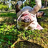 Chucky is registered to the contest to win money with this photo: dog, canine, white_dog, brown_patches, upside_down, lying_down, grass, clover, outdoors, park, sunlight, trees, nature, funny, goofy, smiling, teeth, nose, belly_up, portrait
