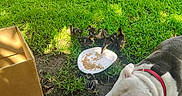 Chucky is registered to the contest to win money with this photo: dog, ducklings, poultry, animal, outdoor, grass, garden, backyard, feeding, food, plate, cardboard_box, red_harness, white_dog, gray_fur, duck, wildlife, sunlight, ground, cute