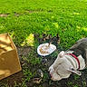 dog, ducklings, poultry, animal, outdoor, grass, garden, backyard, feeding, food, plate, cardboard_box, red_harness, white_dog, gray_fur, duck, wildlife, sunlight, ground, cute