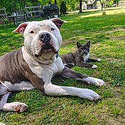 Chucky is registered to the contest to win money with this photo: dog, cat, pets, animal, backyard, grass, outdoors, portrait, lying_down, white_dog, brown_dog, gray_cat, white markings, facial_expression, ears, paws, lawn, trees, grill, house