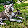 dog, cat, pets, animal, backyard, grass, outdoors, portrait, lying_down, white_dog, brown_dog, gray_cat, white markings, facial_expression, ears, paws, lawn, trees, grill, house