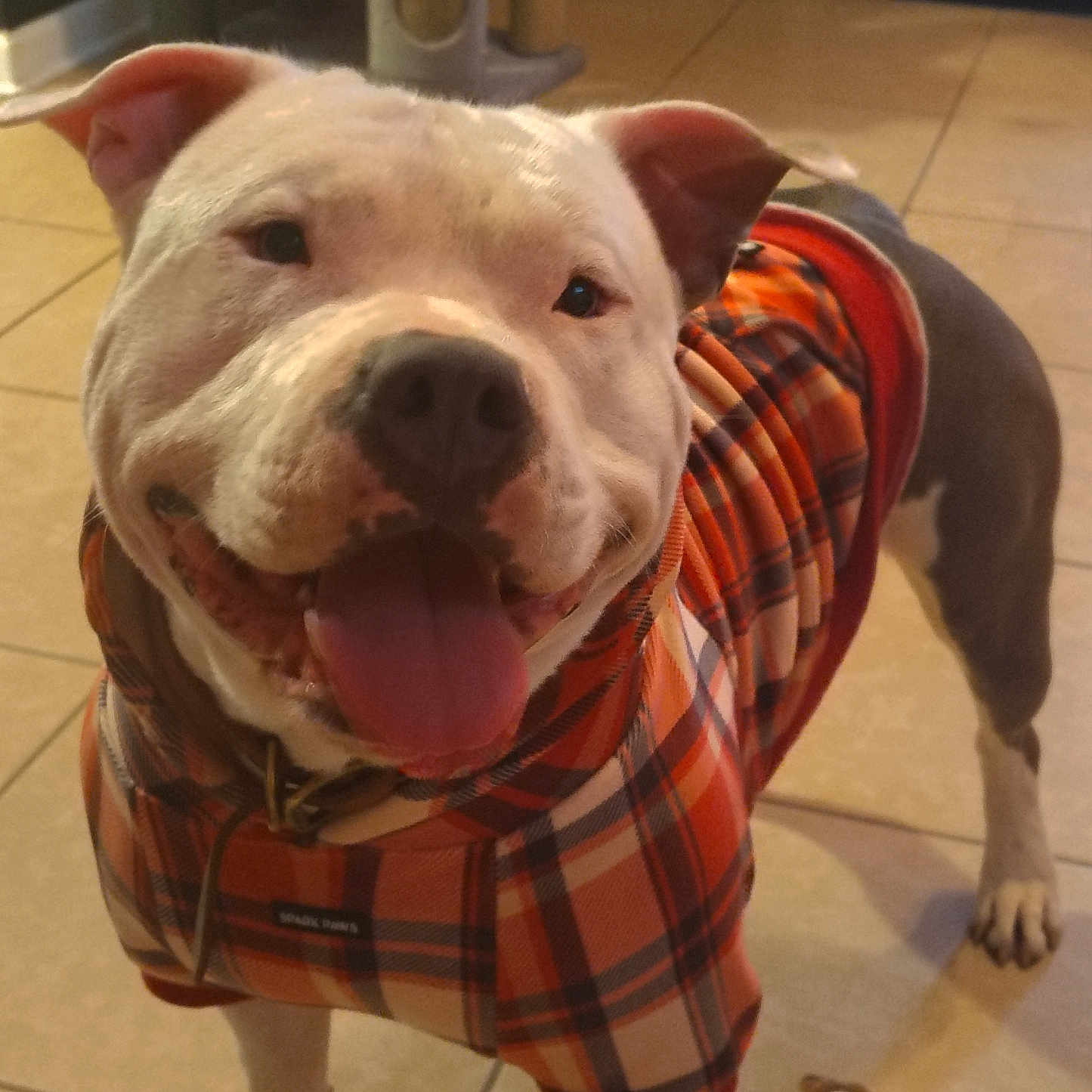 Chucky is registered to the contest to win money with this photo: dog, pit_bull, white_dog, gray_dog, plaid_shirt, clothing, tongue_out, smiling, happy, standing, indoor, tile_floor, home, portrait, close_up, pet, collar, toy, funny, front_view