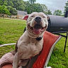 Chucky is registered to the contest to win money with this photo: dog, bulldog, pet, animal, sitting, smiling, happy, tongue, teeth, collar, outdoor, backyard, grass, trees, chair, lawn_chair, barbecue_grill, portrait, close_up, summer