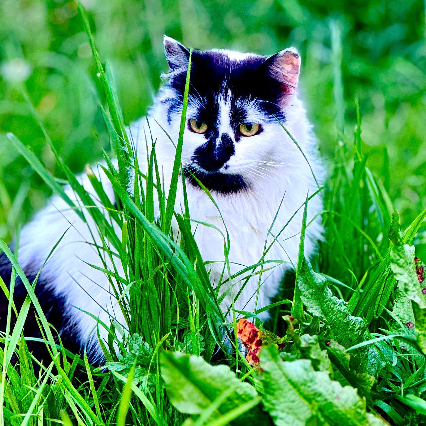 Blacky joined the competition — help win amazing prizes! angora, animal, cat, face, field, flower, grass, grassland, green, herbal, herbs, kitten, lawn, leaf, manx, nature, outdoors, pet, plant, vegetation