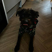 Pippa joined the competition — help win amazing prizes! dog, pet, floor, wooden_floor, indoor, hoodie, clothing, tongue, black_dog, canine, home, kitchen, playful, animal, fur, mischievous, looking_up, cute, domestic, companion